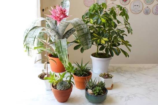 Choose the Best Pot for Your Plant